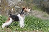 FOX TERRIER 335